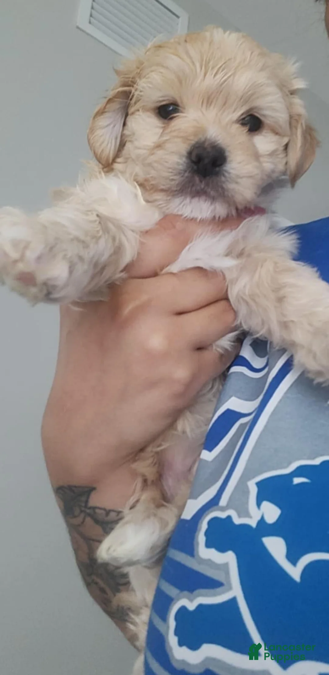 Maltipoo dogs for sale: Maltipoo Puppy 1 - Ad 1
