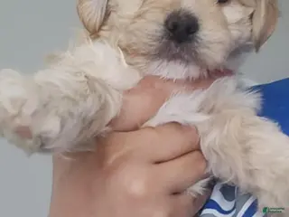 Maltipoo dogs Maltipoo Puppy 1 - Ad 4