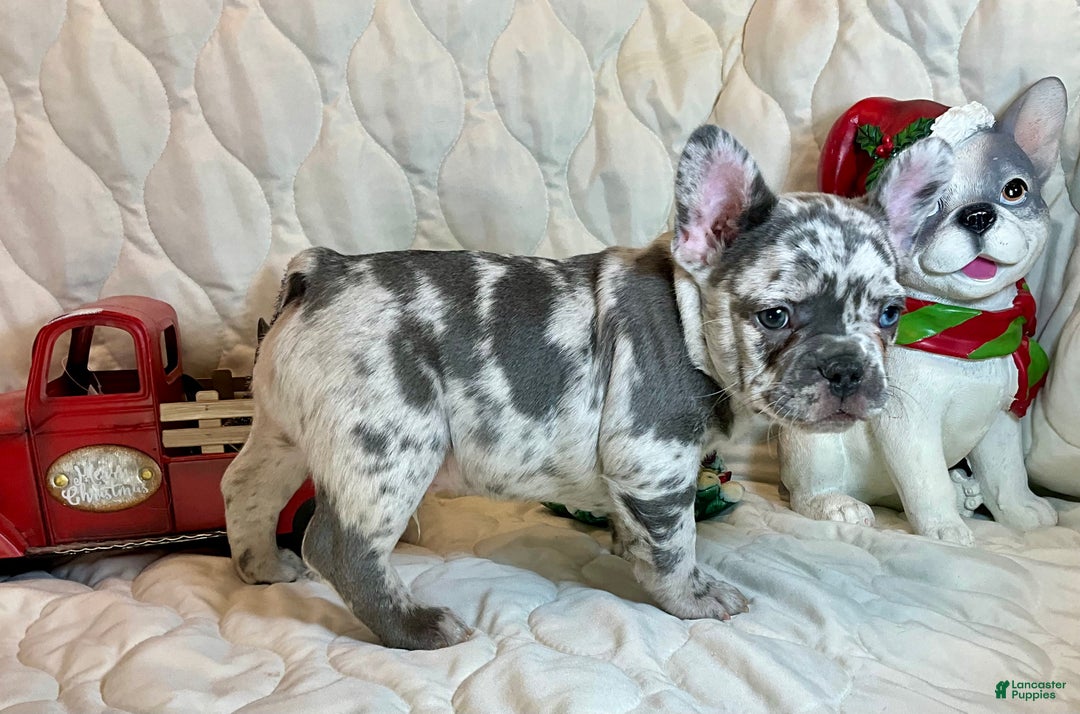 French Bulldog dogs for sale: Tracker - Ad 2