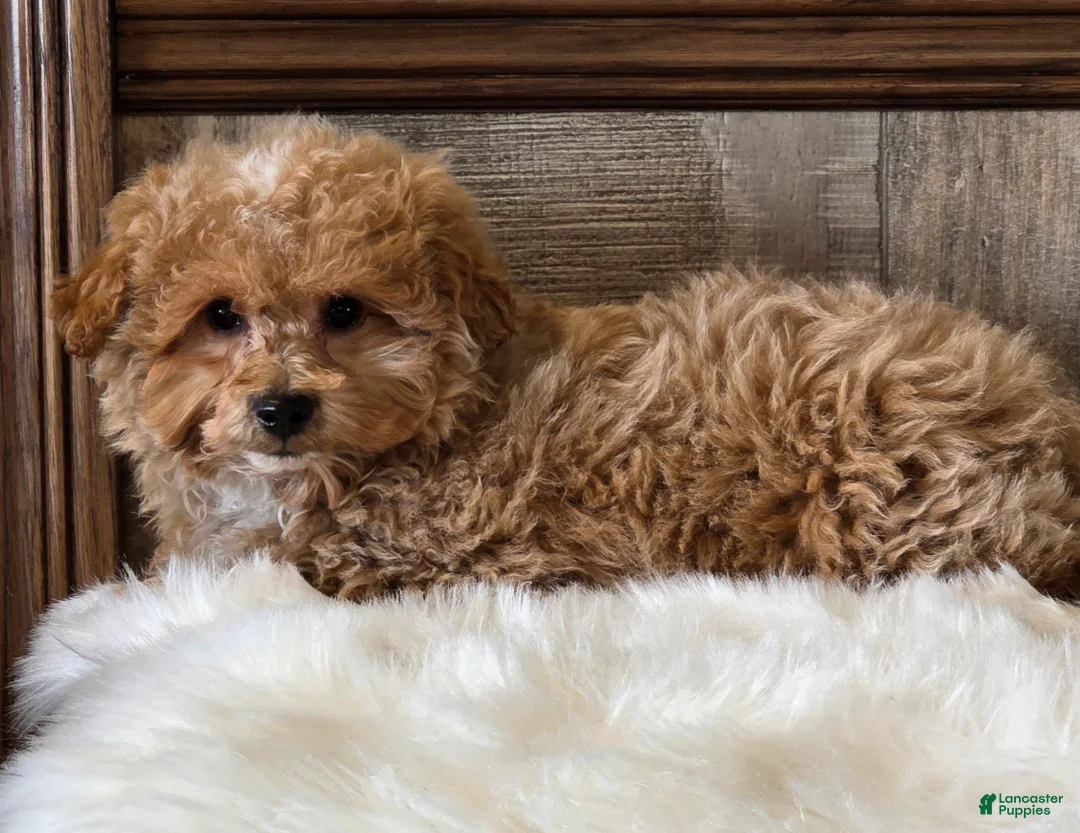 Bichpoo dogs for sale: Harley - Ad 2