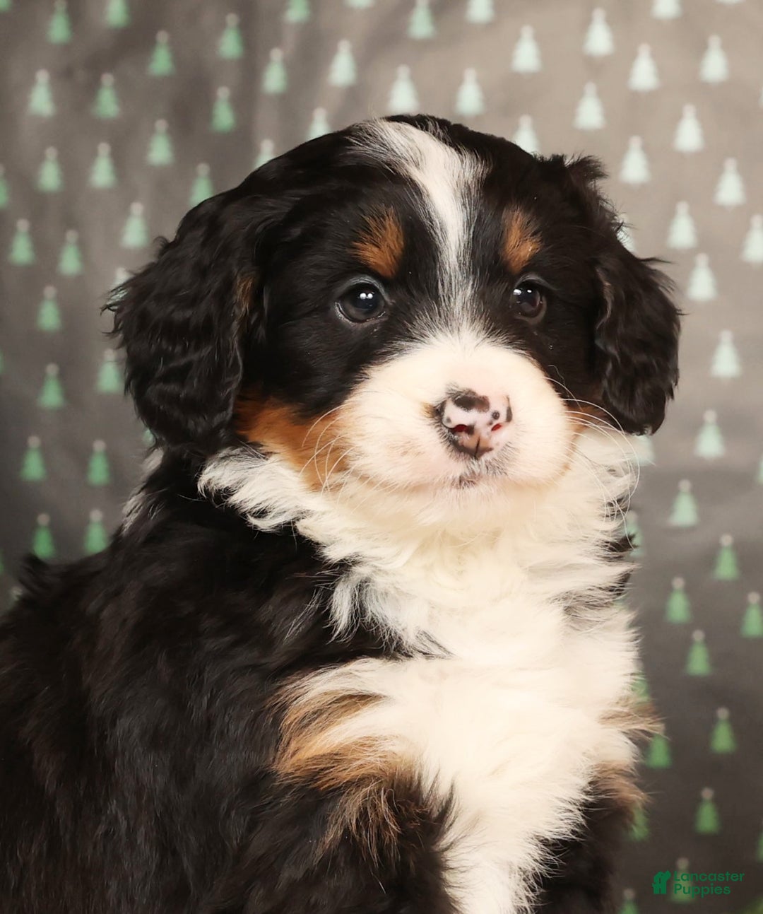 Mini Bernedoodle dogs for sale: Ranger - Ad 9