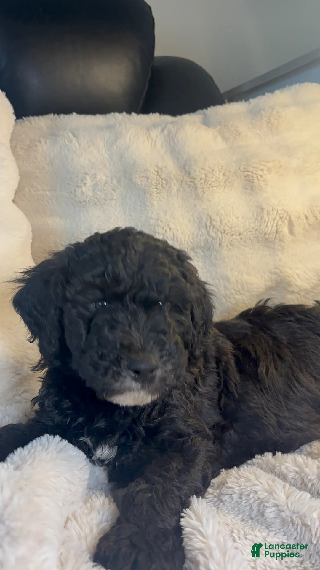 Double Doodle dogs for sale: Double Doodle Puppy 4 - Ad 2