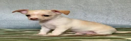 Chiweenie dogs for sale: Chiweenie 1 - Ad 6