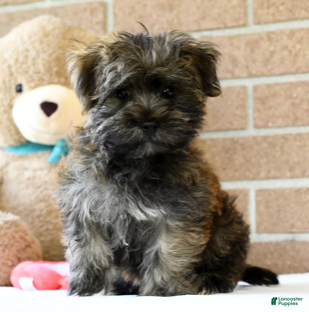 Morkie dogs for sale: Dallas - Ad 7