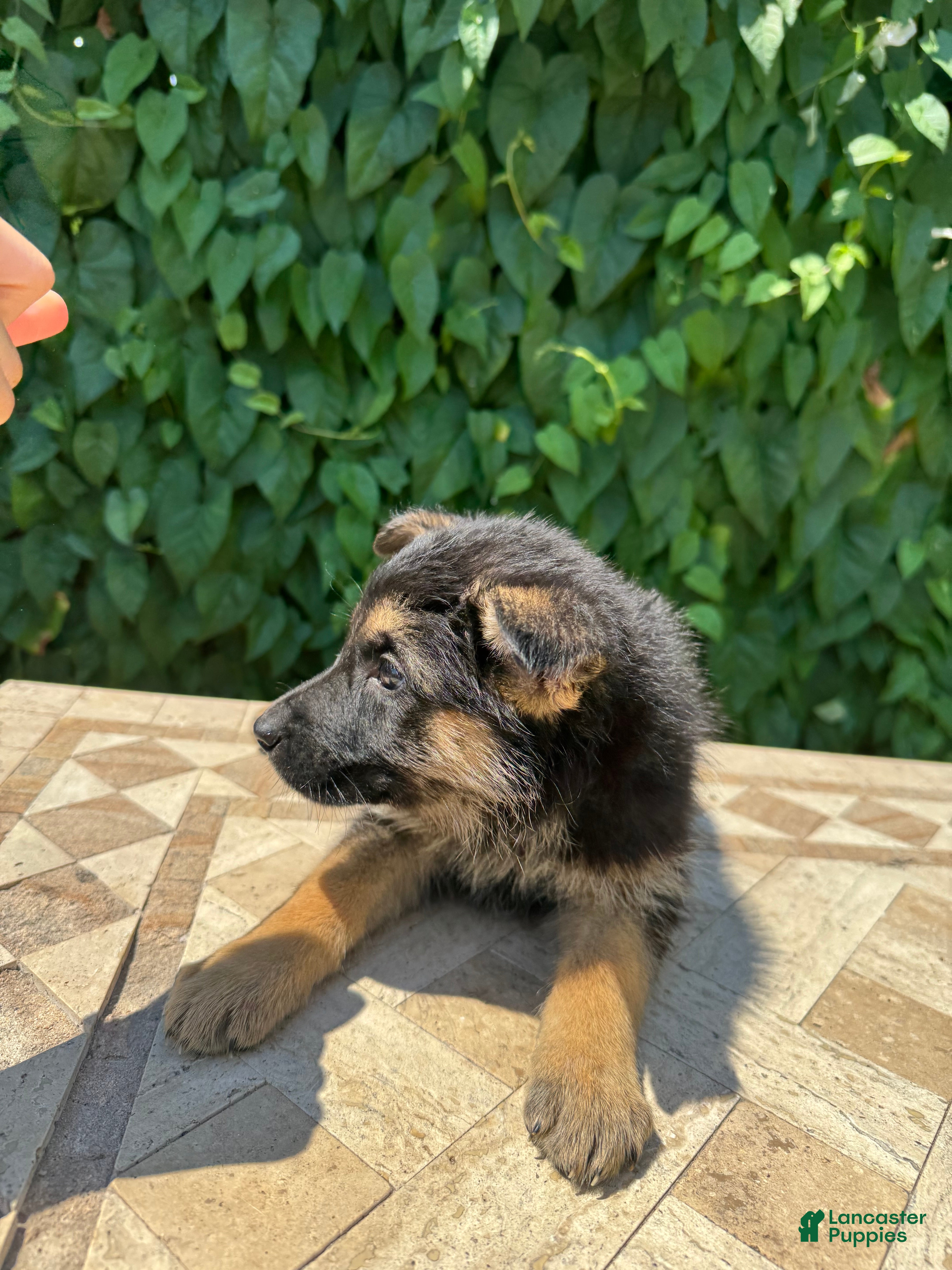 German Shepherd dogs  brownie  - Ad 42