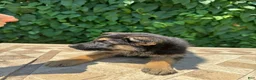 German Shepherd dogs for sale:  brownie  - Ad 1