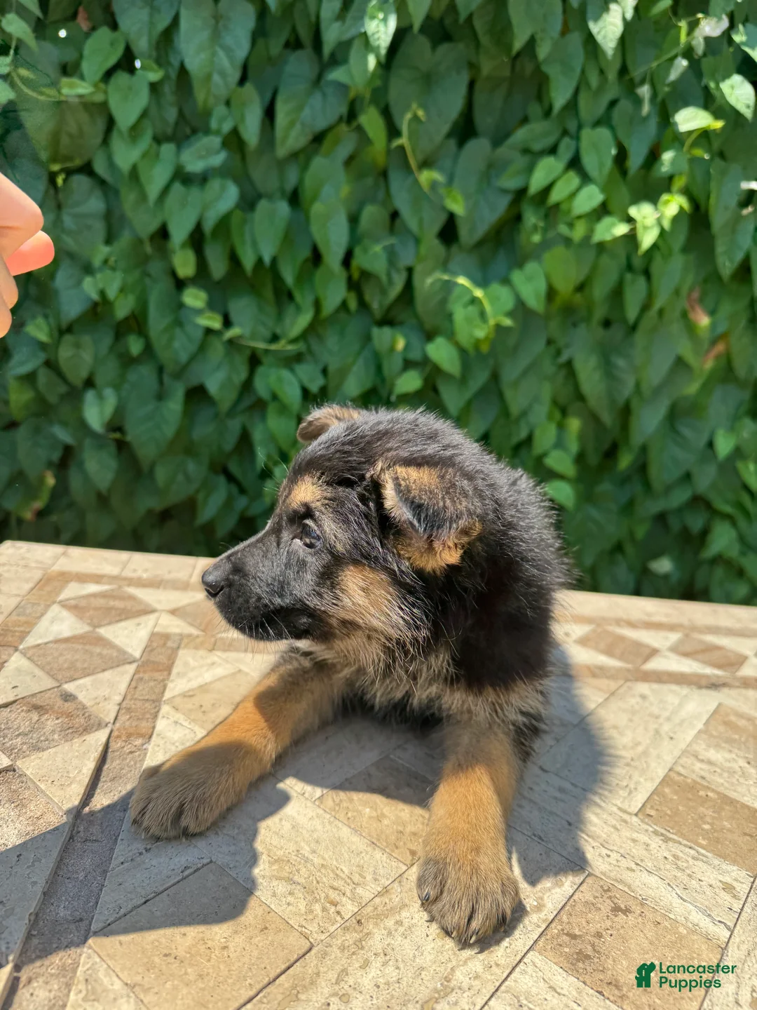 German Shepherd dogs for sale:  brownie  - Ad 1