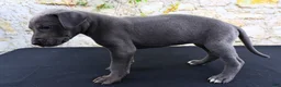 Great Dane dogs for sale: Blue - Ad 8