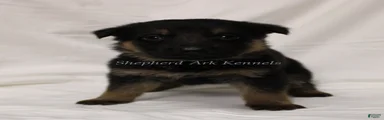 German Shepherd Puppy 3