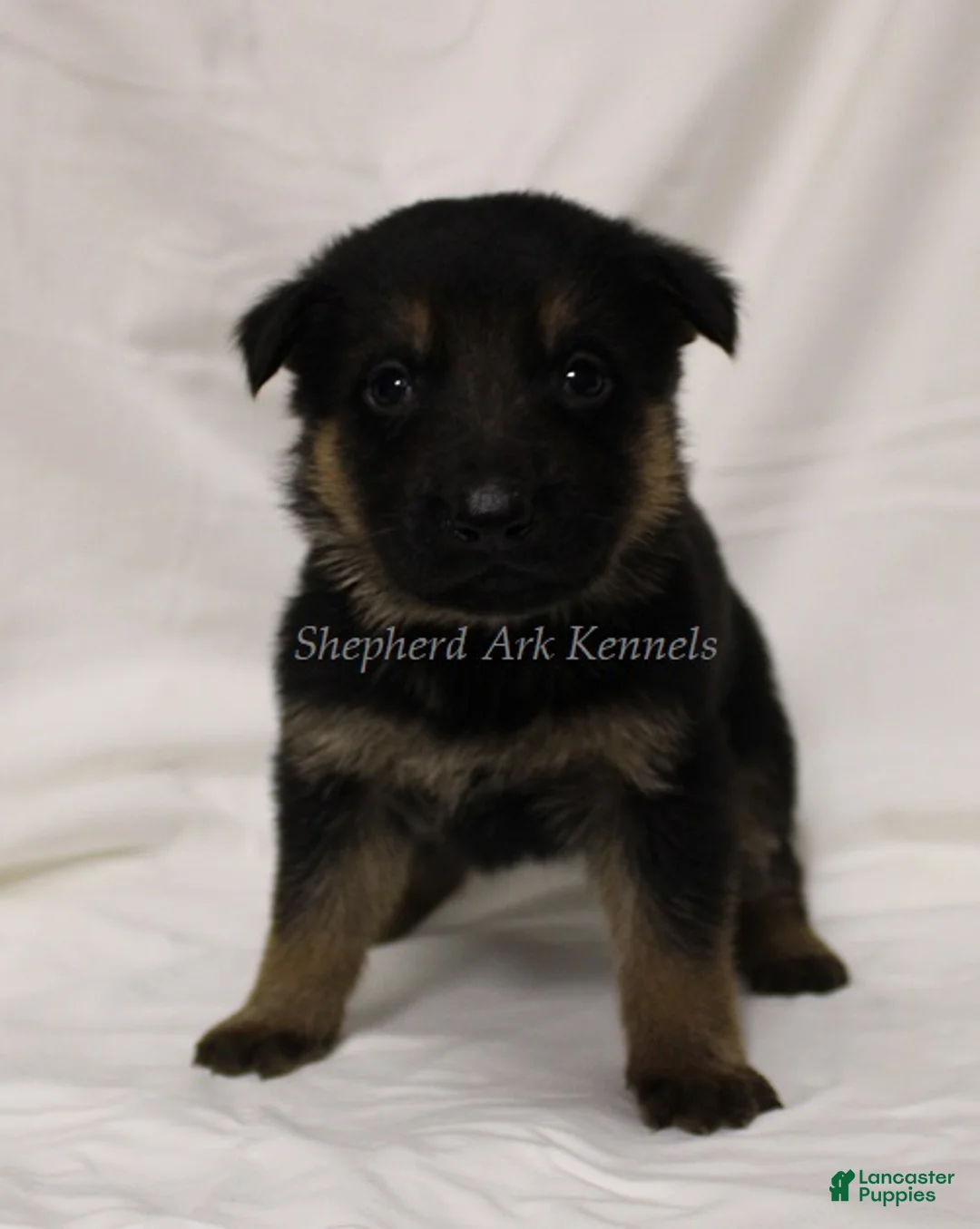 German Shepherd dogs for sale: German Shepherd Puppy 3 - Ad 1