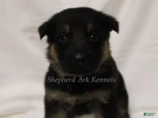 German Shepherd dogs German Shepherd Puppy 3 - Ad 39