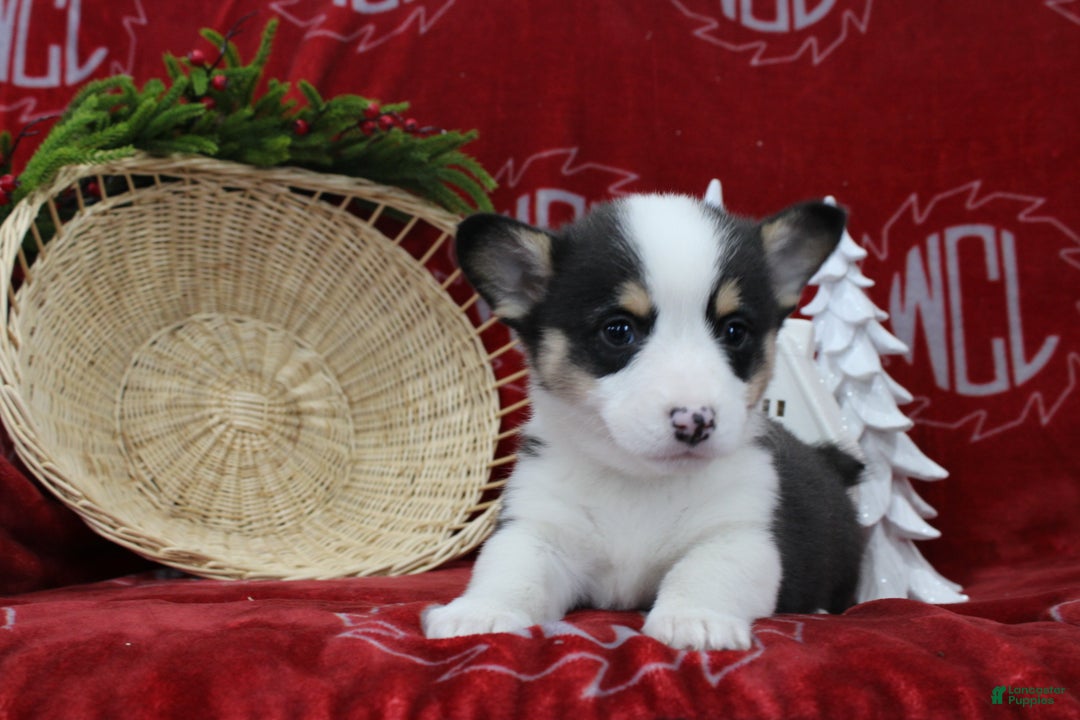 Welsh Corgi Pembroke dogs for sale: Brantley  - Ad 5