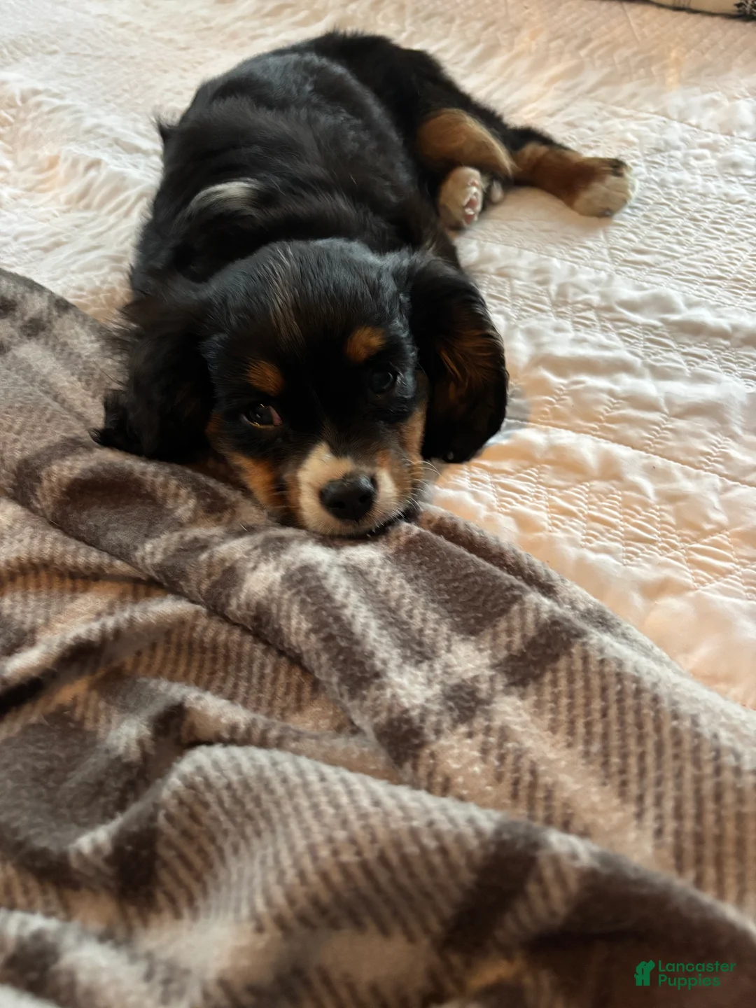 Miniature Bernese Mountain Dog dogs for sale: Muskrat - Ad 9