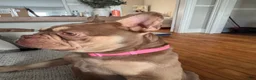 French Bulldog dogs for sale: Bella - Ad 4