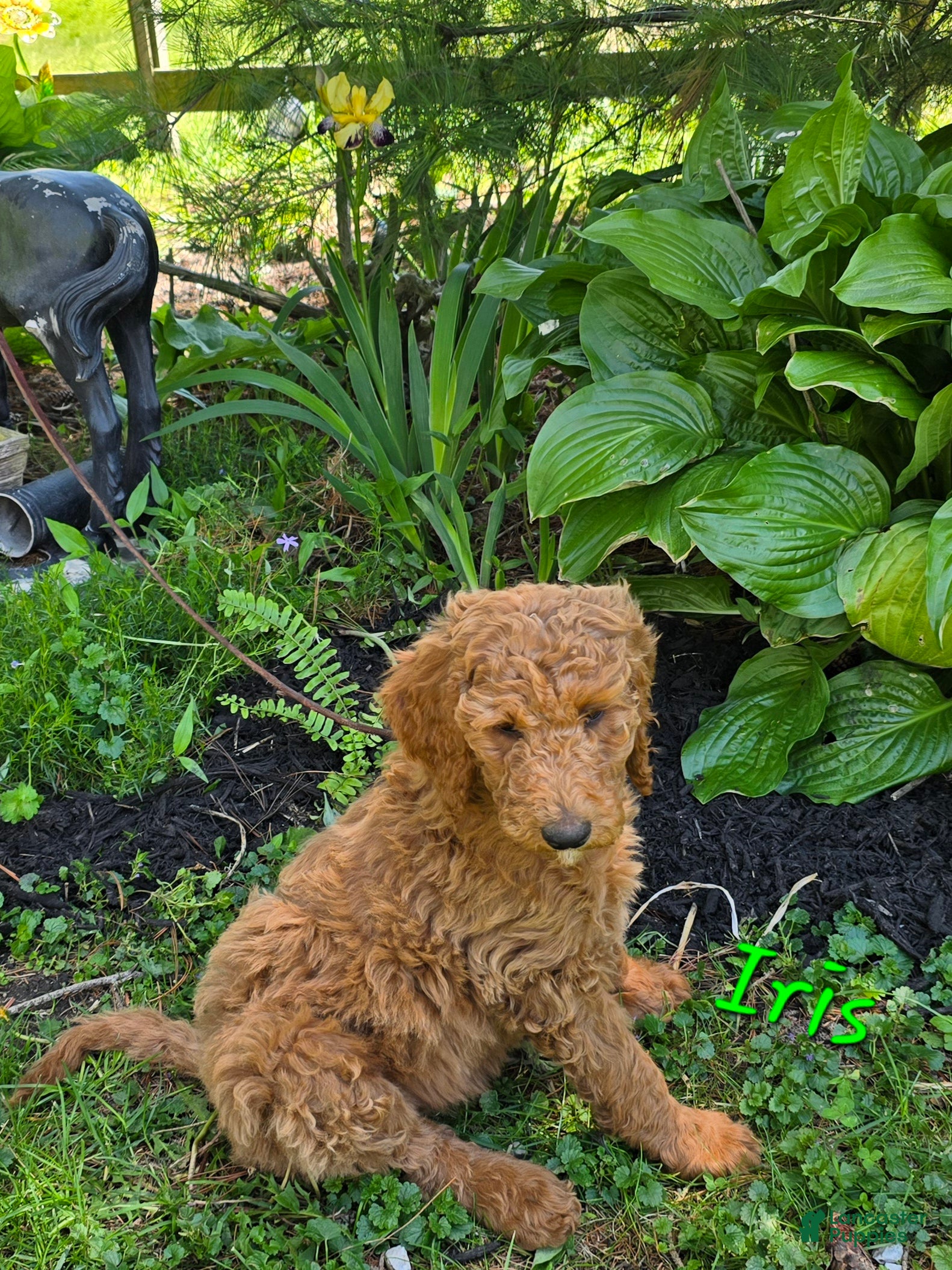 Goldendoodle dogs Goldendoodle Puppy 3 - Ad 14