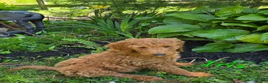 Goldendoodle Puppy 3