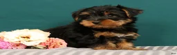 Yorkshire Terrier dogs for sale: Robin - Ad 3