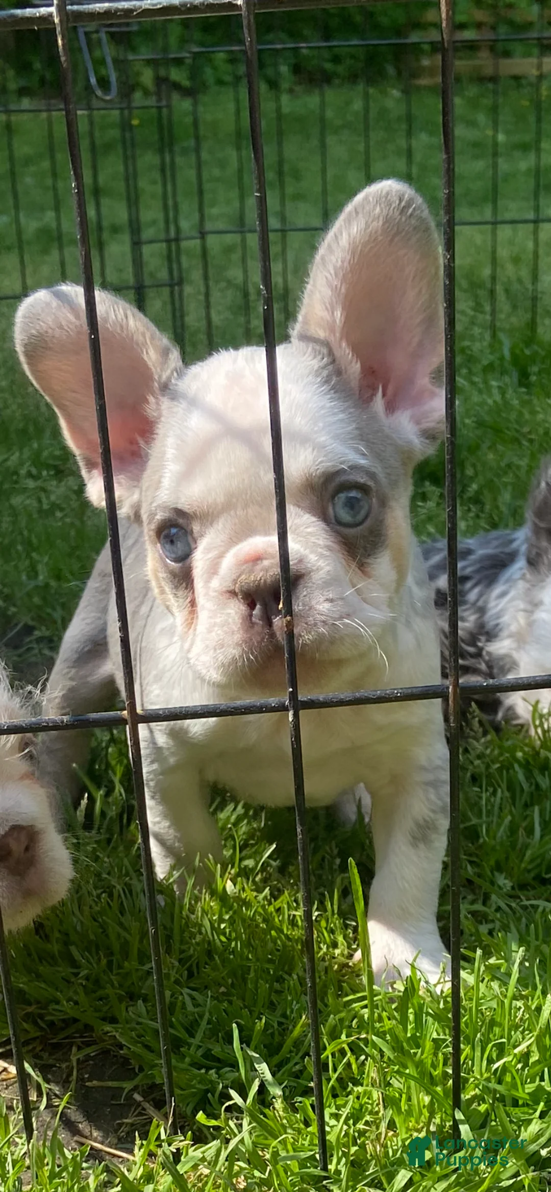 French Bulldog dogs for sale: French Bulldog Puppy 1 - Ad 2