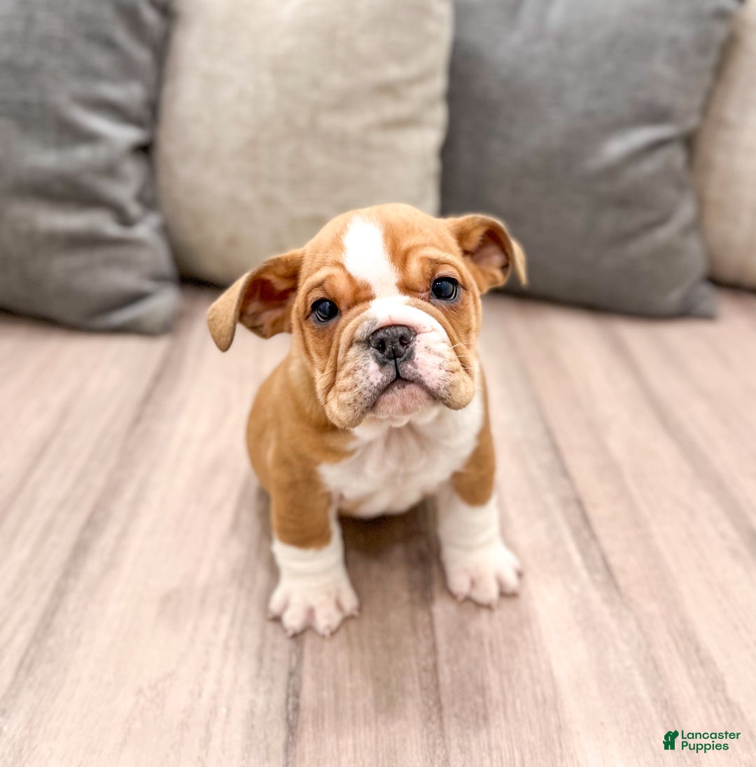 Mixed Breed dogs for sale: Bella - Ad 1