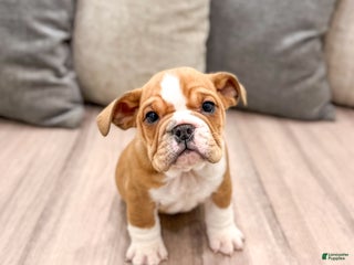 Mixed Breed dogs Bella - Ad 7