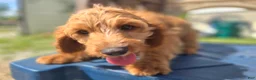 Cavapoo dogs for sale: Glacier - Ad 4