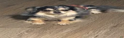Mixed Breed dogs for sale: Mixed Breed 2 - Ad 11