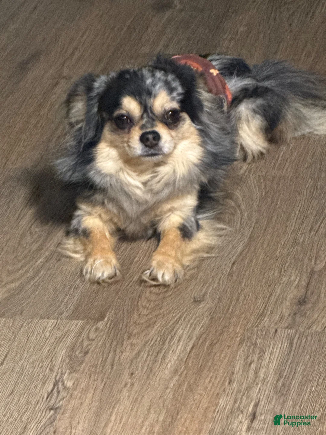 Mixed Breed dogs for sale: Mixed Breed 2 - Ad 11