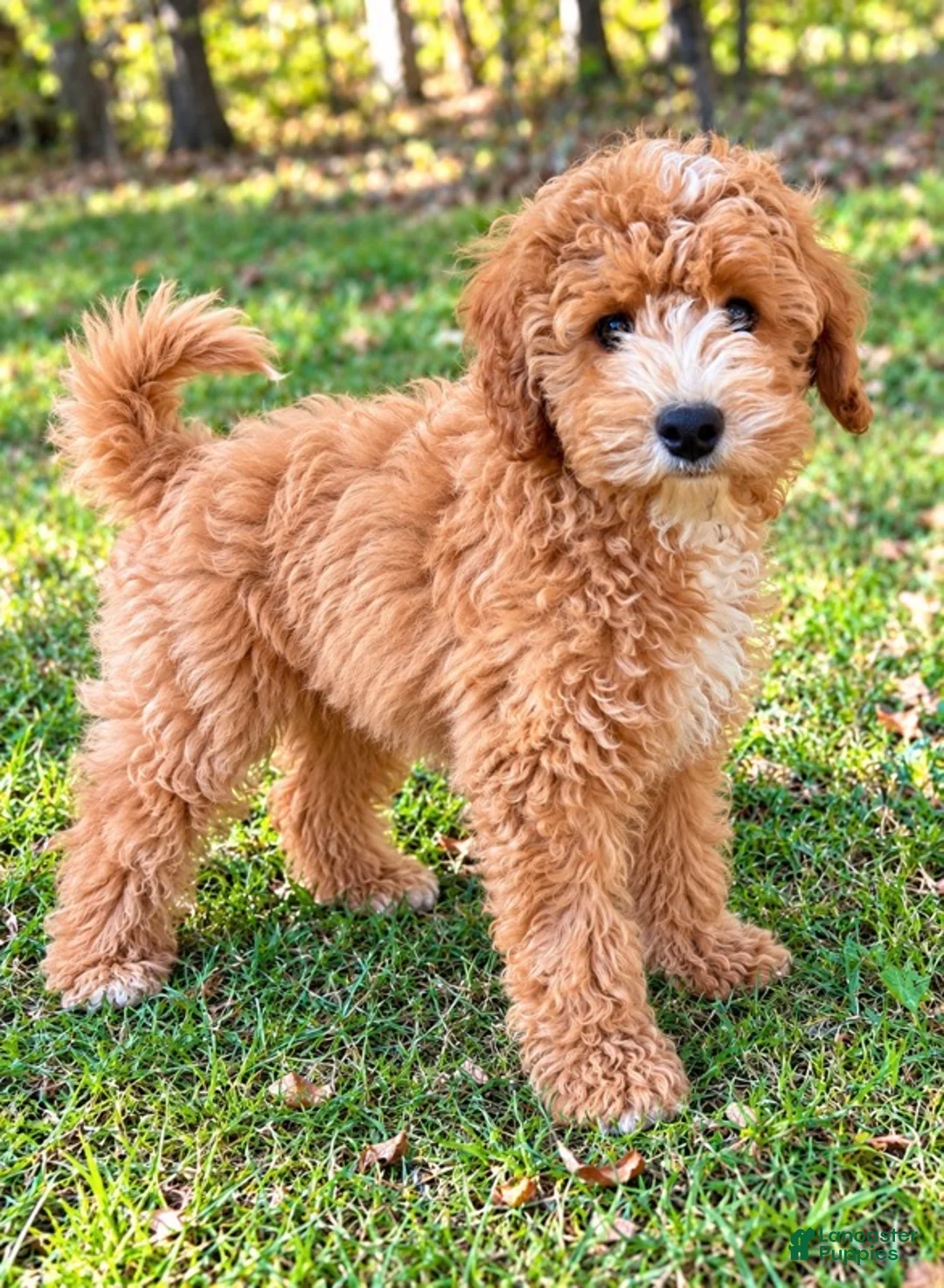 Cavapoo dogs for sale: Tate - Ad 2