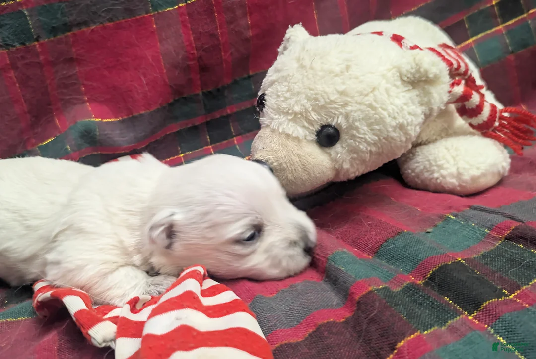 West Highland Terrier dogs for sale: Polar - Ad 7