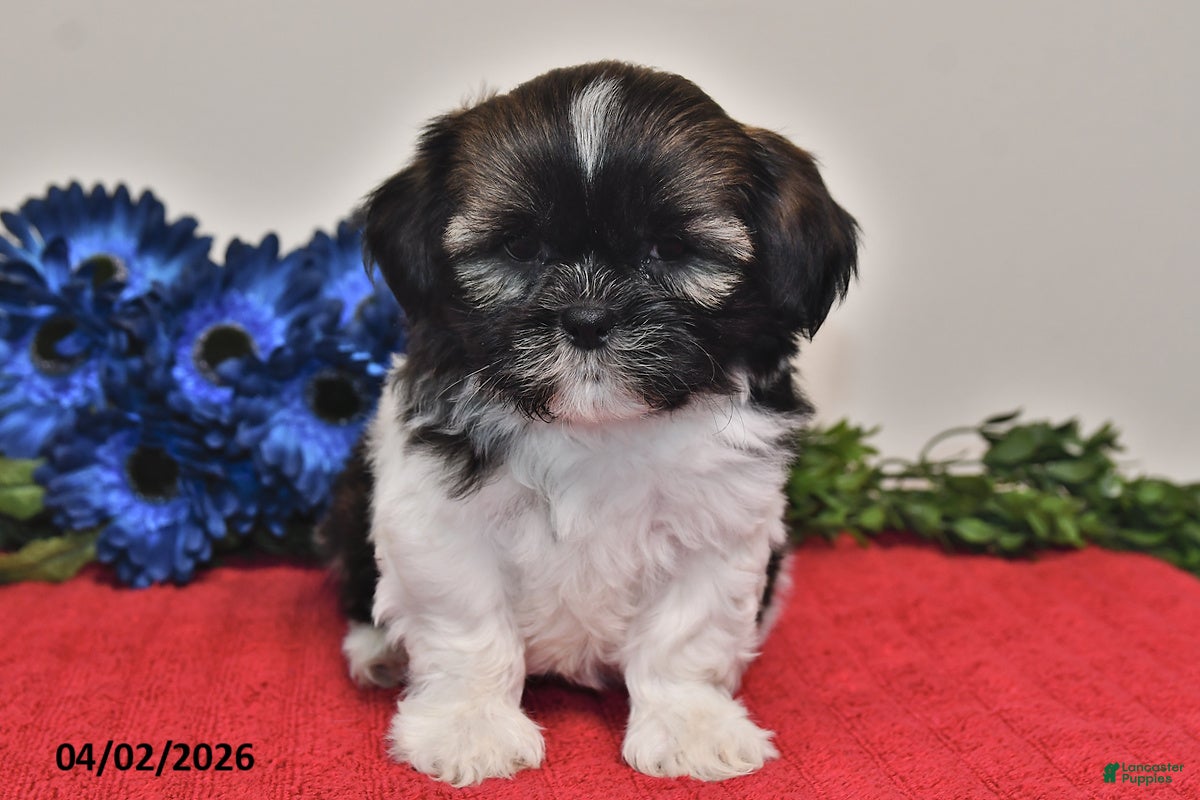 Shih Tzu dogs Ace - Ad 2