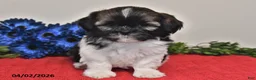 Shih Tzu dogs for sale: Ace - Ad 2