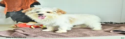 Pomapoo dogs for sale: Freddy - Ad 4