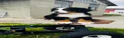 Bernese Mountain Dog dogs for sale: Harrison - Ad 8