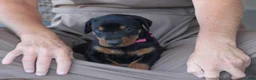 Doberman Pinscher dogs for sale: Sadie - Ad 6