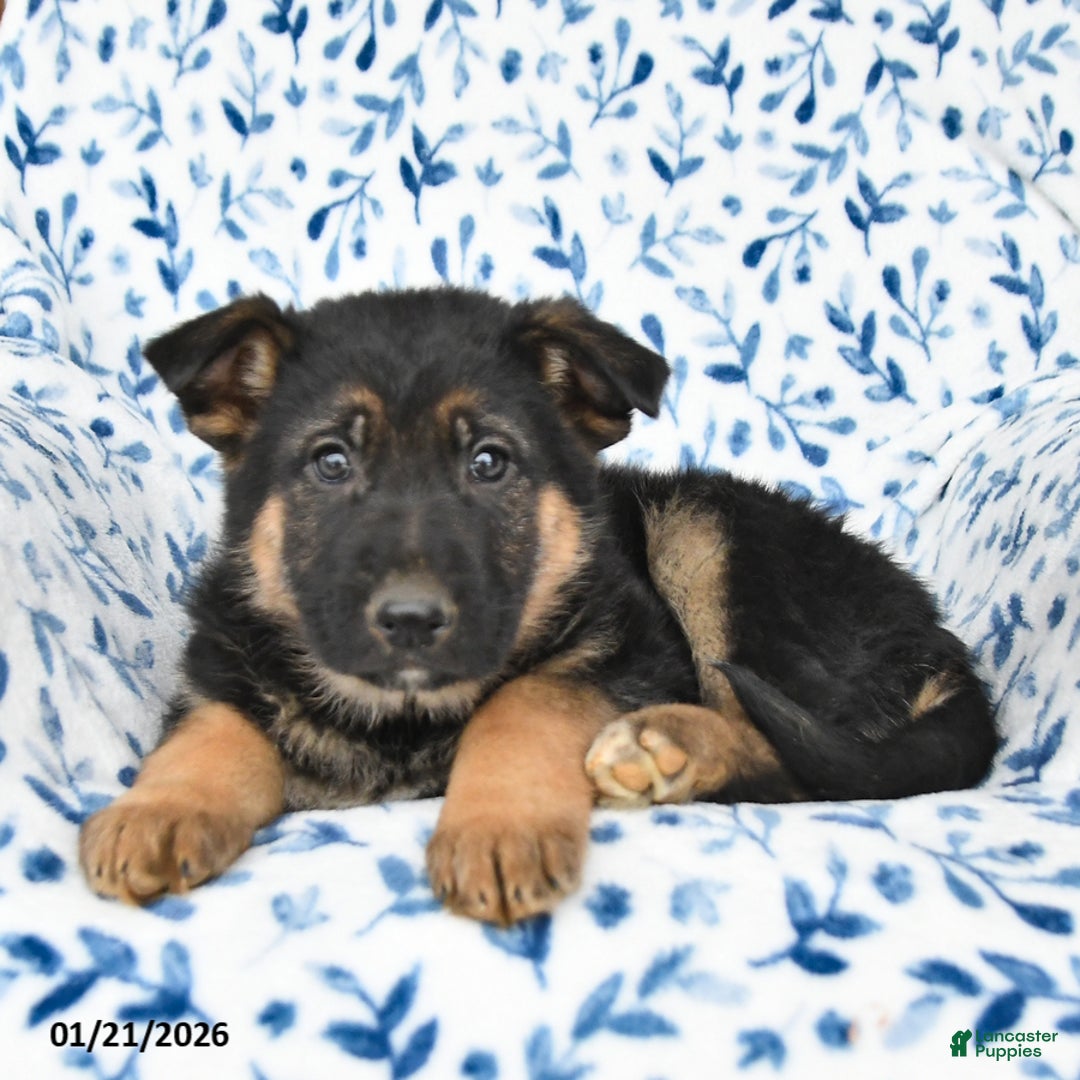 German Shepherd dogs for sale: Leo - Ad 2