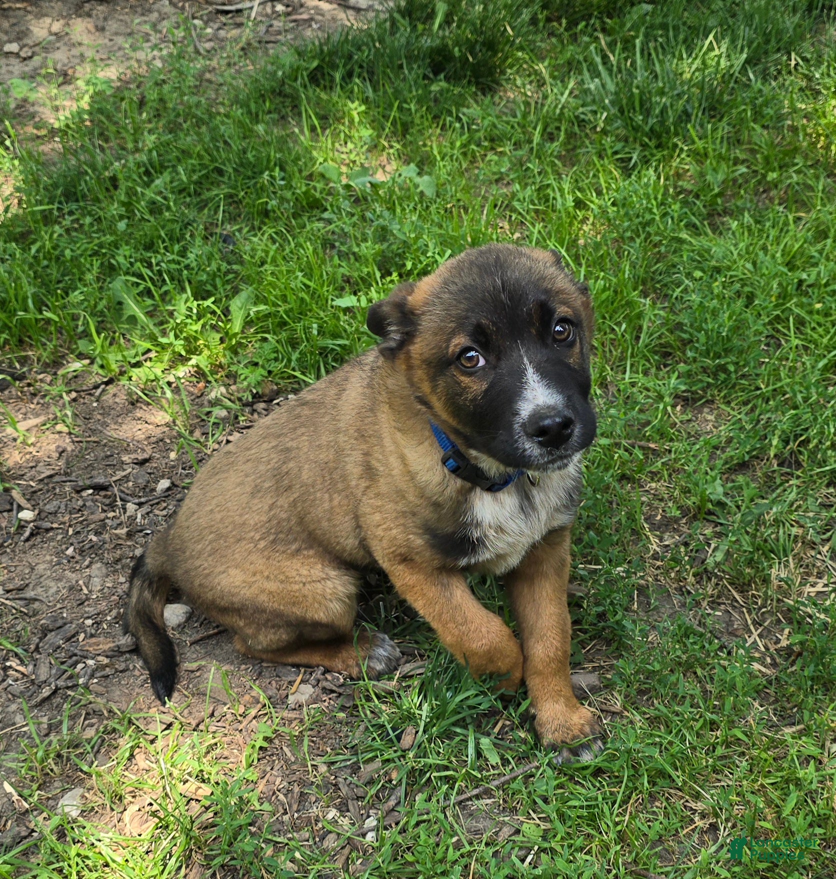 Mixed Breed dogs HANK - Ad 2