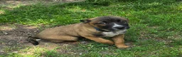 Mixed Breed dogs for sale: HANK - Ad 2