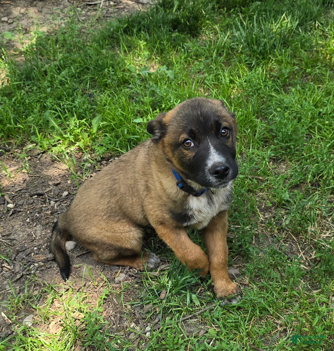 Mixed Breed dogs for sale: HANK - Ad 2