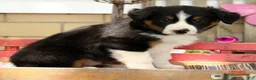 Australian Shepherd dogs for sale: Midnight - Ad 4
