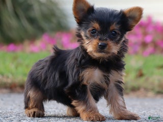 Yorkshire Terrier dogs - Ad 35