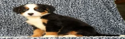 Bernese Mountain Dog dogs for sale: Cassie - Ad 4