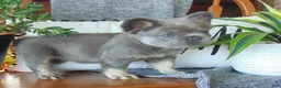 French Bulldog dogs for sale: Jackie - Ad 8