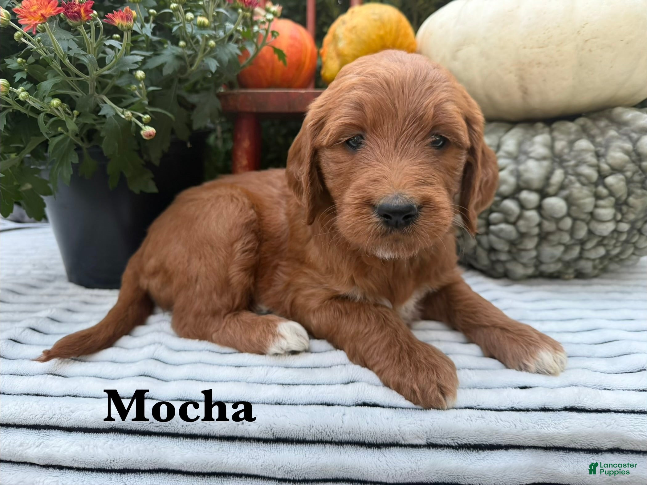 Goldendoodle dogs MOCHA  - Ad 1
