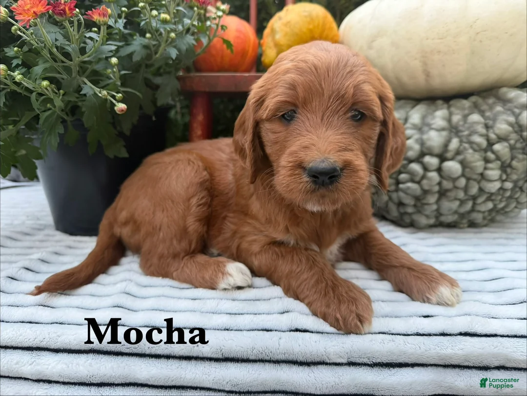 Goldendoodle dogs for sale: MOCHA  - Ad 1