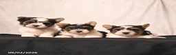 Biewer Terrier dogs for sale: Velvet  - Ad 5