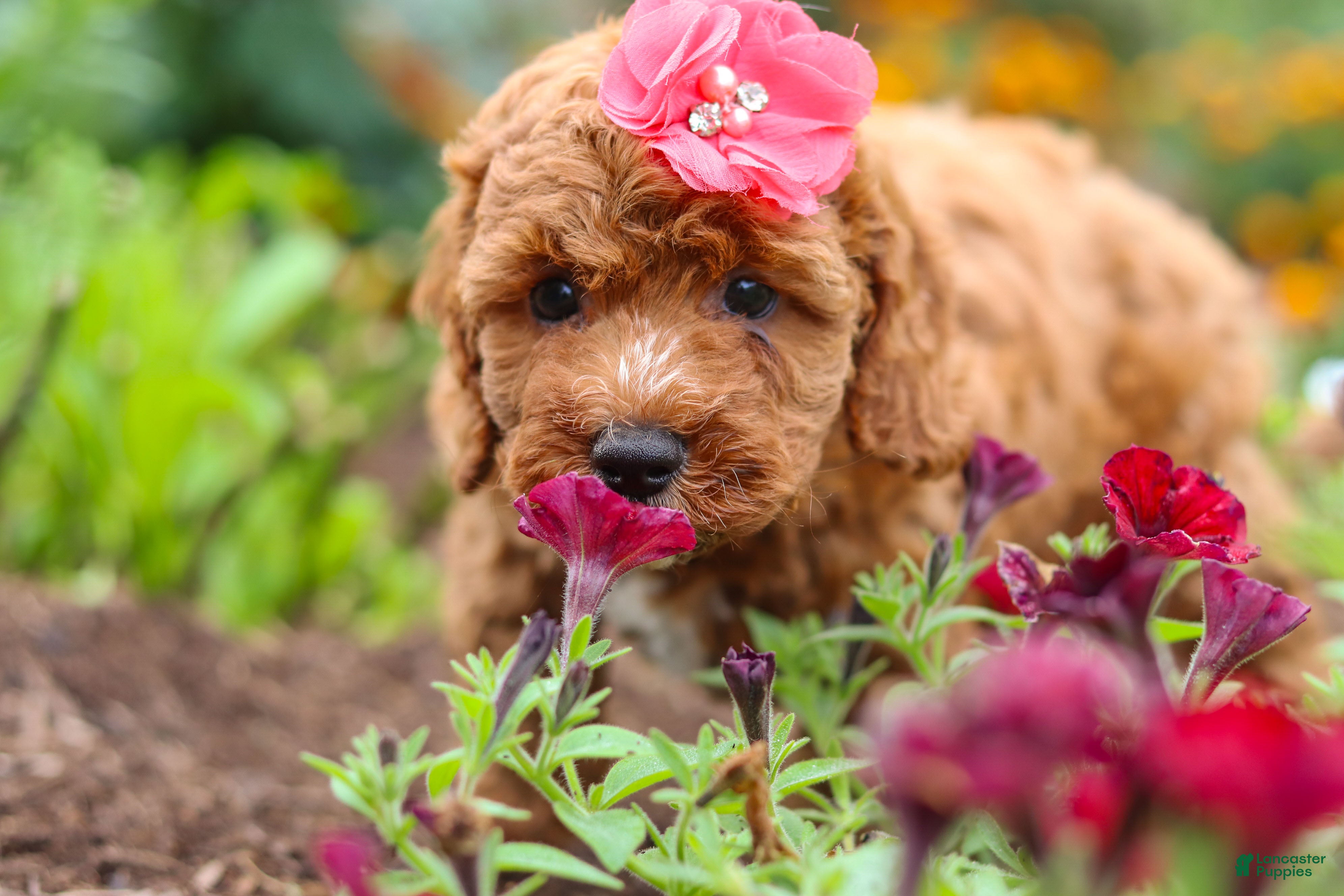 Cavapoo dogs Aspen - Ad 2