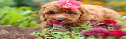 Cavapoo dogs for sale: Aspen - Ad 2