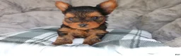 Yorkshire Terrier dogs for sale: Milo  - Ad 1