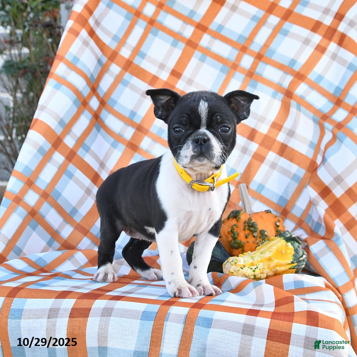 Boston Terrier dogs Pansy - Ad 9