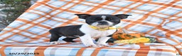 Boston Terrier dogs for sale: Pansy - Ad 1